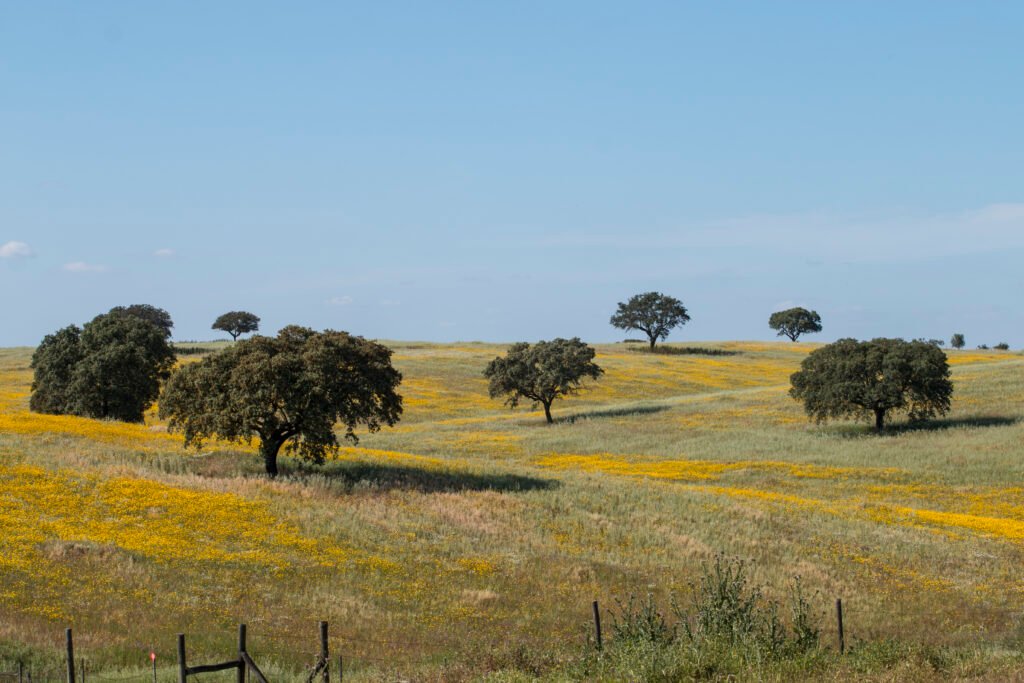 Paisaje primaveral del Alentejo con margaritas y alcornoques, Portugal